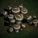 Mushroom Patch