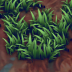 Fertile Soil