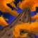 Termite Nest
