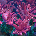 Thumbnail for version as of 00:51, 29 November 2023