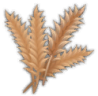 Wheat