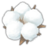 Cotton