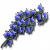 Bluebell