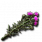 Thistle