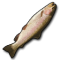 Raw Fish