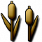 Reed