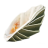 Seashells