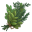 Herbs