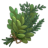 Herbs