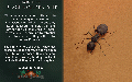 Thumbnail for version as of 11:12, 17 June 2024