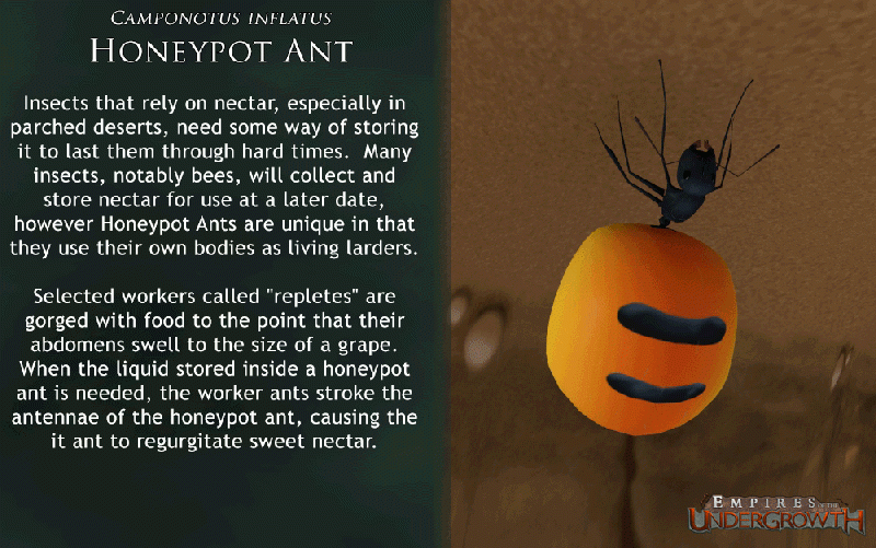 File:Concept Honeypot.gif