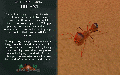 Thumbnail for version as of 11:15, 17 June 2024