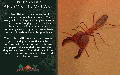 Thumbnail for version as of 11:14, 17 June 2024