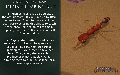 Thumbnail for version as of 11:16, 17 June 2024