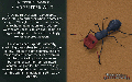 Thumbnail for version as of 11:15, 17 June 2024
