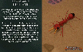 Thumbnail for version as of 11:14, 17 June 2024