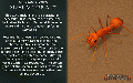 Thumbnail for version as of 11:19, 17 June 2024