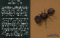Thumbnail for version as of 11:20, 17 June 2024