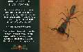 Thumbnail for version as of 11:20, 17 June 2024