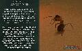 Thumbnail for version as of 11:20, 17 June 2024