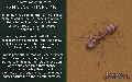 Thumbnail for version as of 11:18, 17 June 2024
