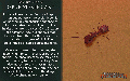 Thumbnail for version as of 11:15, 17 June 2024