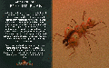 Thumbnail for version as of 11:17, 17 June 2024