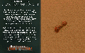 Thumbnail for version as of 11:31, 17 June 2024